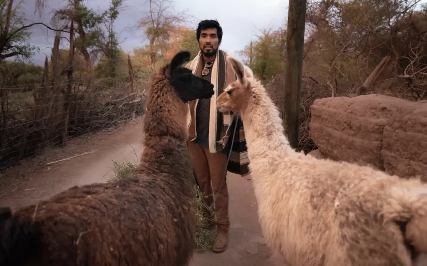 Atacameño paseando a dos llamas en el ayllu de solor de san pedro de atacama